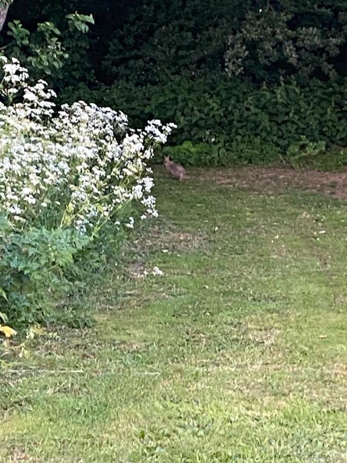 מלון סקארבורו Roe Deer Meadow At Carr House Farm מראה חיצוני תמונה